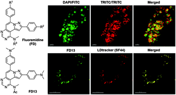 Graphical abstract: A pyrazolo[1,5-a]pyridine-fused pyrimidine based novel fluorophore and its bioapplication to probing lipid droplets