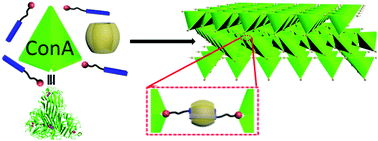 Graphical abstract: Three-dimensional protein assemblies directed by orthogonal non-covalent interactions