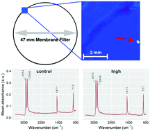 Graphical abstract: Fenton's reagent for the rapid and efficient isolation of microplastics from wastewater