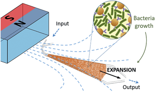 Graphical abstract: A new microfluidic approach for the one-step capture, amplification and label-free quantification of bacteria from raw samples