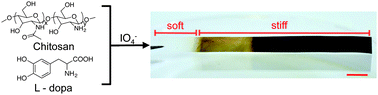 Graphical abstract: Squid beak inspired water processable chitosan composites with tunable mechanical properties