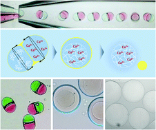 Graphical abstract: Alginate microgels created by selective coalescence between core drops paired with an ultrathin shell