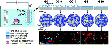 Graphical abstract: Electrophoretic deposition of chitosan/gelatin coatings with controlled porous surface topography to enhance initial osteoblast adhesive responses