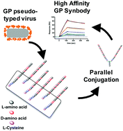 Graphical abstract: Non-natural amino acid peptide microarrays to discover Ebola virus glycoprotein ligands