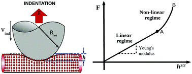 Graphical abstract: Elastic moduli of biological fibers in a coarse-grained model: crystalline cellulose and β-amyloids