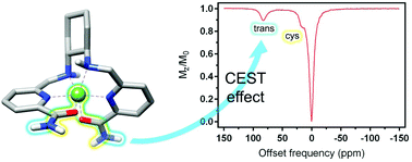 Graphical abstract: Toward inert paramagnetic Ni(ii)-based chemical exchange saturation transfer MRI agents