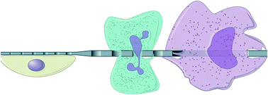 Graphical abstract: Use of porous membranes in tissue barrier and co-culture models