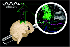 Graphical abstract: Nanoscale synchrotron X-ray speciation of iron and calcium compounds in amyloid plaque cores from Alzheimer's disease subjects