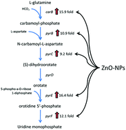 Graphical abstract: Unexpected insights into antibacterial activity of zinc oxide nanoparticles against methicillin resistant Staphylococcus aureus (MRSA)