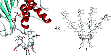 Graphical abstract: Complete tetraglycosylation of a calix[4]arene by a chemo-enzymatic approach
