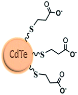 Graphical abstract: Fluorescence-quenching CdTe quantum dots applied for identification of cocaine-structure analogues