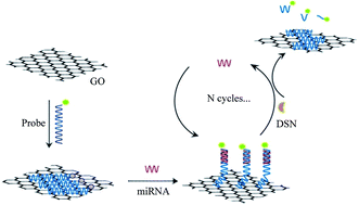 Graphical abstract: Duplex-specific nuclease-mediated target recycling amplification for fluorescence detection of microRNA