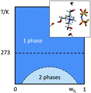 Graphical abstract: Designing the ammonium cation to achieve a higher hydrophilicity of bistriflimide-based ionic liquids