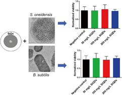 Graphical abstract: Comparative toxicity assessment of novel Si quantum dots and their traditional Cd-based counterparts using bacteria models Shewanella oneidensis and Bacillus subtilis