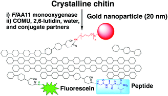 Graphical abstract: Production of functionalised chitins assisted by fungal lytic polysaccharide monooxygenase