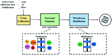 Graphical abstract: Urea recovery from fresh human urine by forward osmosis and membrane distillation (FO–MD)
