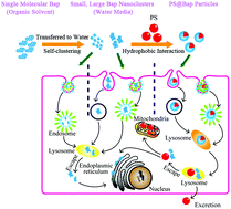 Graphical abstract: Revisiting the cellular toxicity of benzo[a]pyrene from the view of nanoclusters: size- and nanoplastic adsorption-dependent bioavailability