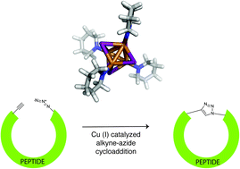 Graphical abstract: Copper–ligand clusters dictate size of cyclized peptide formed during alkyne–azide cycloaddition on solid support
