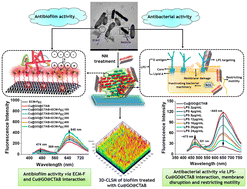 Graphical abstract: Preferential disruption of E. coli biofilm via ratiometric detection and targeting of extracellular matrix using graphene-oxide-conjugated red-emitting fluorescent copper nanoclusters