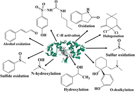 Graphical abstract: Electrochemical transformations catalyzed by cytochrome P450s and peroxidases