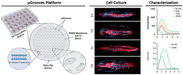 Graphical abstract: Development of an in vitro platform for the analysis of contractile and calcium dynamics in single human myotubes
