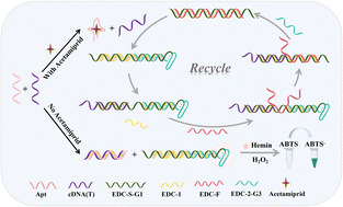 Graphical abstract: Aptasensor based on entropy-driven catalytic amplification system for the sensitive detection of acetamiprid in Chinese herbal medicine