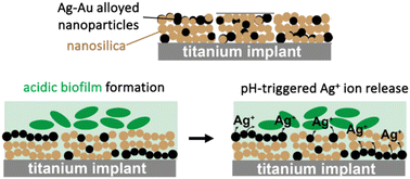 Graphical abstract: Silver/gold nanoalloy implant coatings with antibiofilm activity via pH-triggered silver ion release