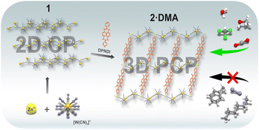 Graphical abstract: Exploring porosity in a flexible 3D organic–inorganic {ZnII3(4DPNDI)[WV(CN)8]2} coordination network