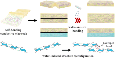 Graphical abstract: A self-bonding conductive electrode triggered by water-induced structure reconfiguration
