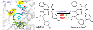 Graphical abstract: Structural and mechanistic insights into oxidative biaryl coupling to form the arylomycin core by an engineered CYP450