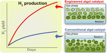 Graphical abstract: Engineered biocatalytic architecture for enhanced light utilisation in algal H2 production