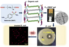 Graphical abstract: Designing anti-bacterial supramolecular gels from primary ammonium dicarboxylate (PAD) salts for self-delivery applications