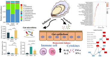 Graphical abstract: Oyster powder supplementation enhances immune function in mice partly through modulating the gut microbiota and arginine metabolism