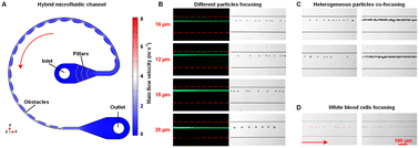 Graphical abstract: Inertial co-focusing of heterogeneous particles in hybrid microfluidic channels with constantly variable cross-sections