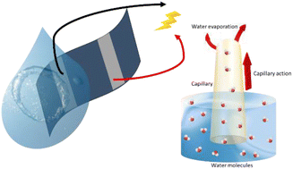 Graphical abstract: Can structure influence hydrovoltaic energy generation? Insights from the metallic 1T′ and semiconducting 2H phases of MoS2