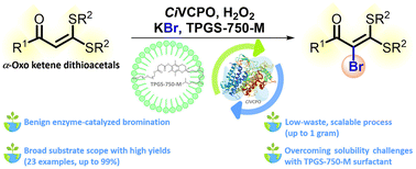 Graphical abstract: Micelle-enabled bromination of α-oxo ketene dithioacetals: mild and scalable approach via enzymatic catalysis