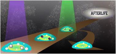Graphical abstract: Photo-controllable cytotoxicity in cell culture using a diarylethene photoswitch