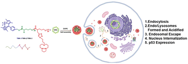 Graphical abstract: Functionalized polyesters based on valerolactones and [12]aneN3 as effective non-viral gene vectors in HepG2 cells