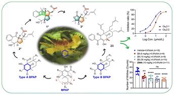 Graphical abstract: 5-Methylated polyprenylated acylphloroglucinol derivatives as low-voltage-gated Ca2+ channel inhibitors