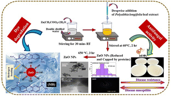 Graphical abstract: Polyalthia longifolia-mediated green synthesis of zinc oxide nanoparticles: characterization, photocatalytic and antifungal activities