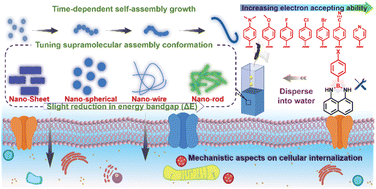 Graphical abstract: Mechanistic investigation on cellular internalization triggering structure-induced conformational modulation of boron–nitrogen luminogens