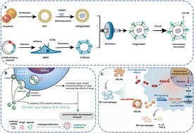 Graphical abstract: Plant-derived exosome-like nanoparticles in tissue repair and regeneration