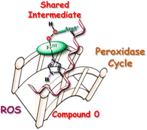 Graphical abstract: Heme–Aβ compound 0: a common intermediate in ROS generation and peroxidase activity