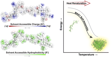 Graphical abstract: Exploring the temperature dependence of β-hairpin peptide self-assembly