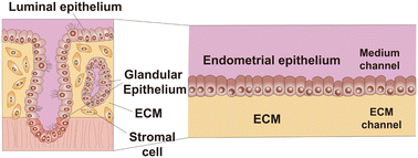 Graphical abstract: Formation of an endometrial epithelial monolayer in a microfluidic device with human tissue-derived endometrial organoids