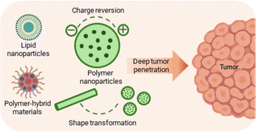 Graphical abstract: Nanocarrier strategies for deep tumour penetration