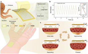 Graphical abstract: Octopus-inspired high-sensitivity triboelectric sensor for epidermal pulse monitoring and cardiovascular assessment