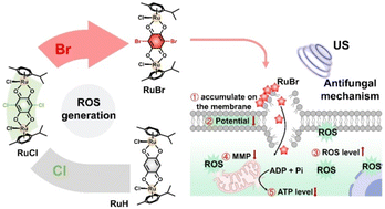 Graphical abstract: Heavy atom engineering of Ru(ii) complex based sonosensitizers for enhancing antifungal therapy