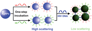Graphical abstract: One-step conjugation chemistry of DNA with highly scattered silver nanoparticles for sandwich detection of DNA