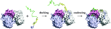 Graphical abstract: Rate constants and mechanisms of intrinsically disordered proteins binding to structured targets